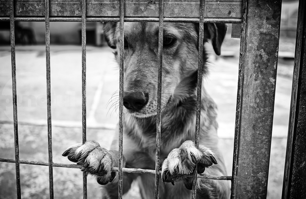 Közel 60 büntetőeljárás állatbántalmazás miatt Maros megyében