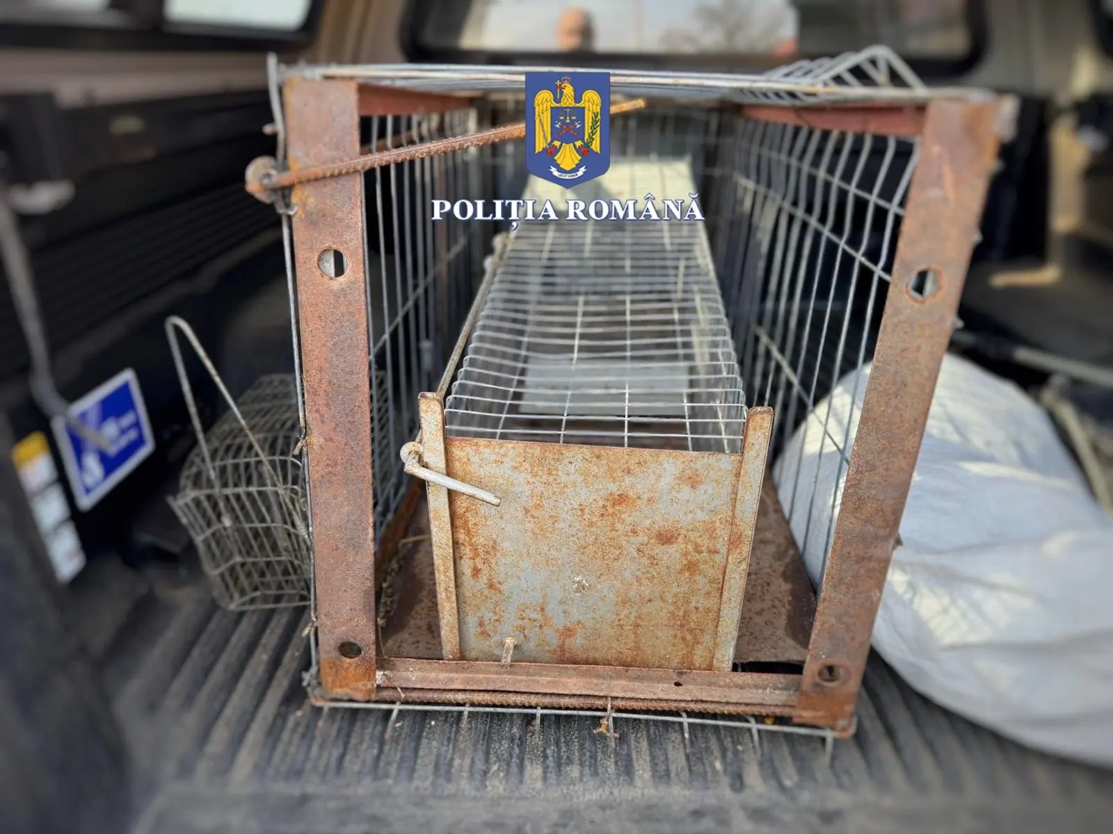 Pénzbírságok Maros megyében védett állatfajok ketrecbe zárása és kutyák kínzása miatt