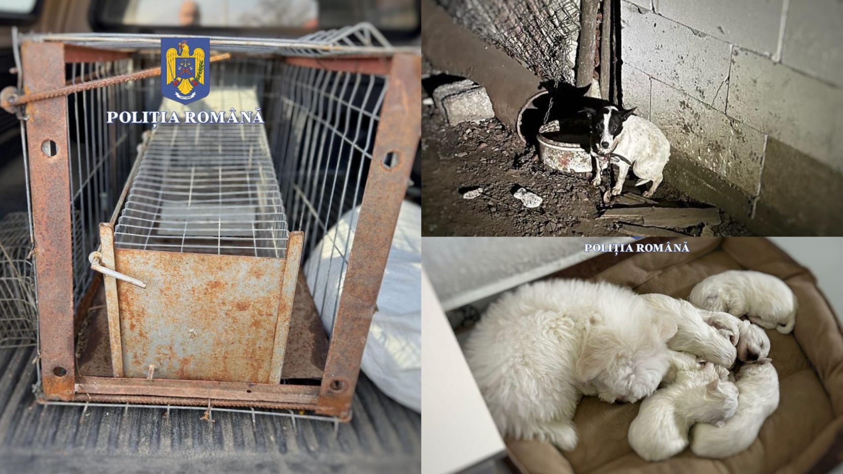 Fekete pont az illegális állatkereskedelemmel és az állatok kizsákmányolásával pénzt kereső emberek számára