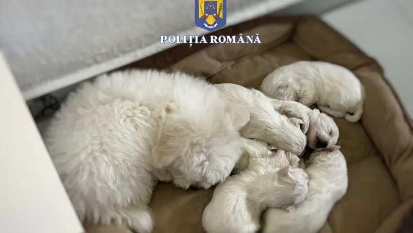 Illegális kutyakereskedeem miatt nyomoznak Segesváron