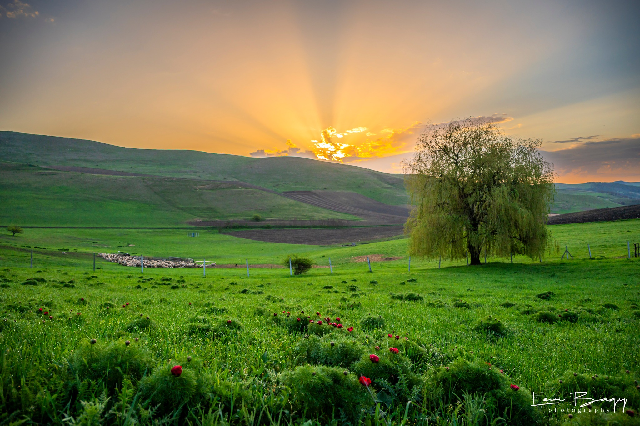 Így néznek ki a Mezőzáhon virágzó sztyeppei bazsarózsák