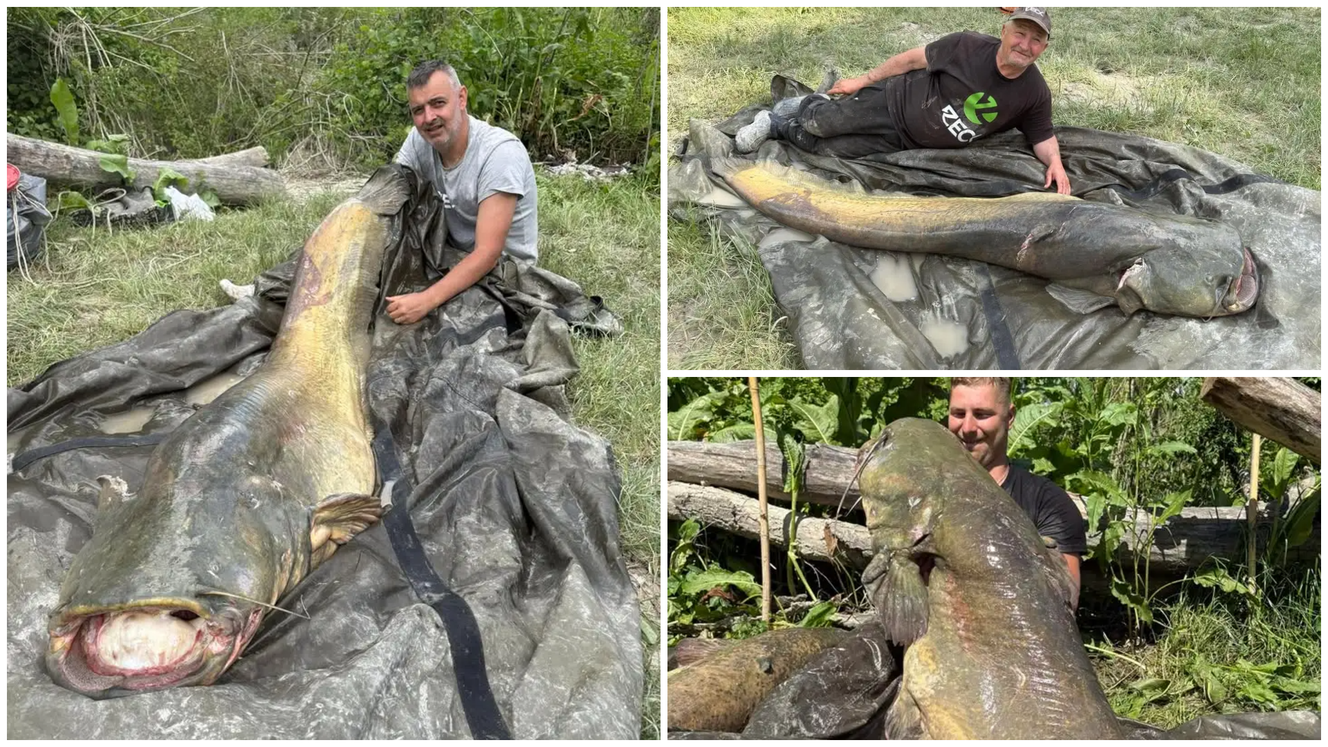 Maros megyei horgászok 90 kilós harcsát fogtak Olaszországban