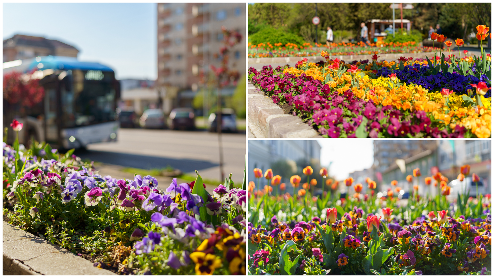 (Képgaléria) Ismét virágba borult Sepsiszentgyörgy, pompáznak a tavaszi virágok