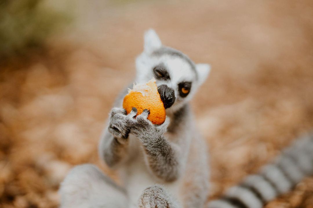 Újdonságokkal és ingyenes belépéssel ünnepel a Marosvásárhelyi Állatkert gyermeknapon