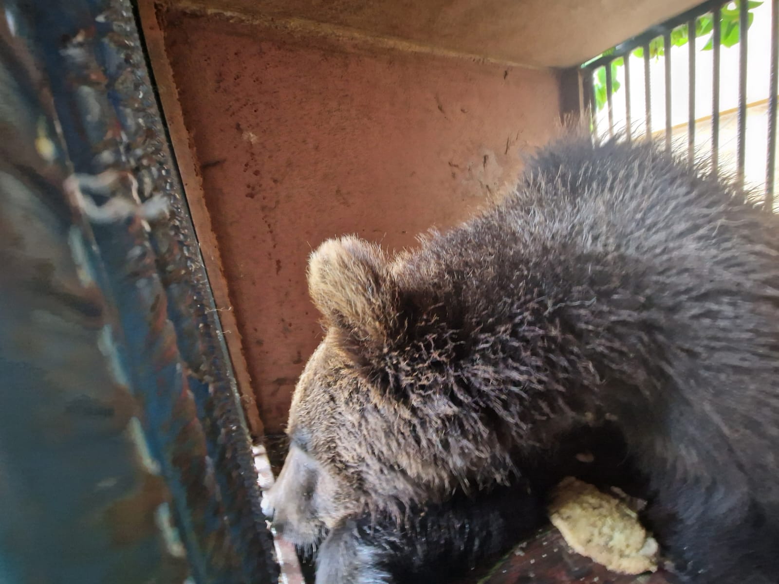 Újabb medvebocsot fogtak be Marosvásárhelyen – egy még szabadon van