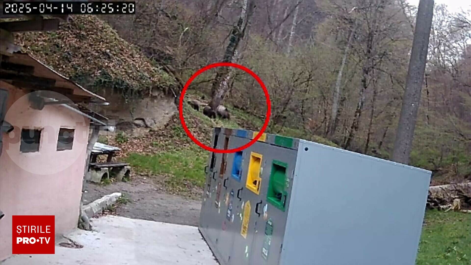 Látszatmegoldás Segeváron – a medvét az erdőbe helyezték át