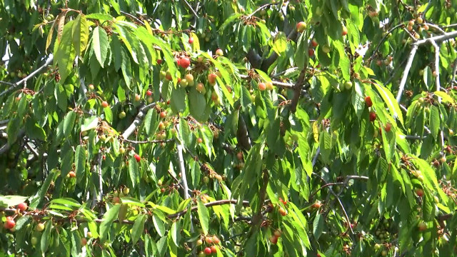 Aranyáron a cseresznye: 50 lej kilója, és még csak most jön a szezon