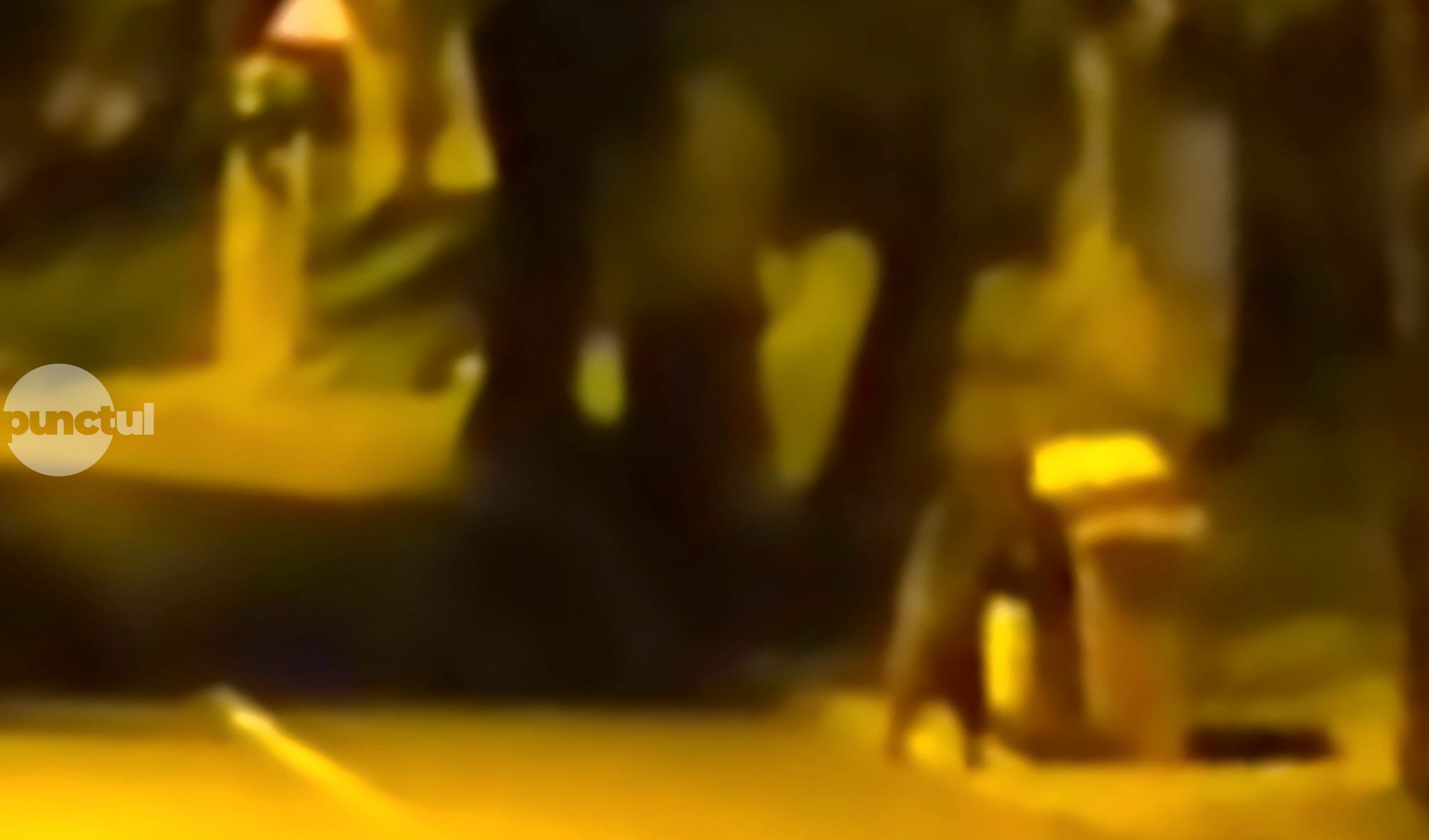 Lassan medvékkel fogócskázhatunk Marosvásárhely utcáin