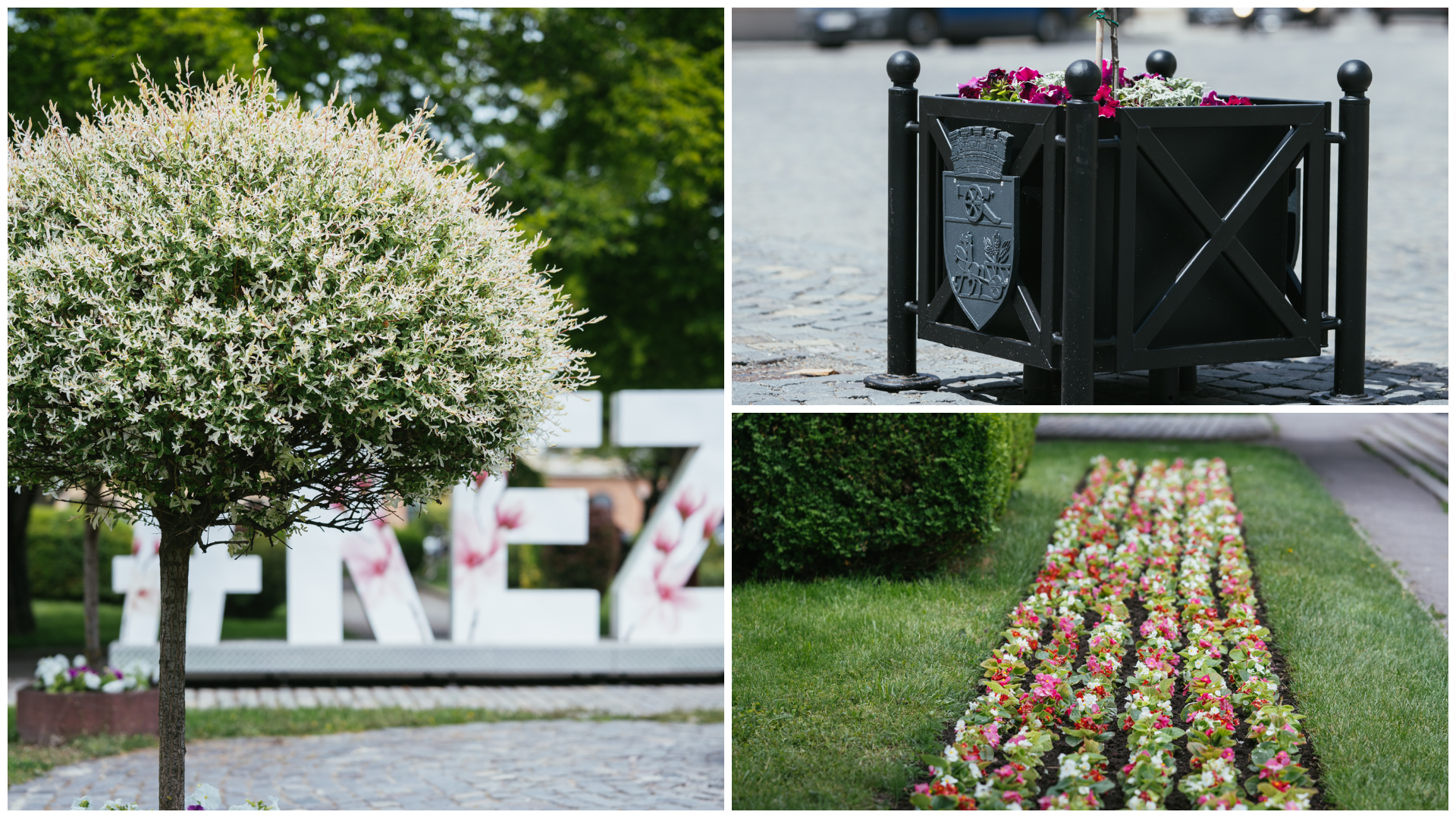 (Fotó) Gyönyörű virágkompozíciók díszítik Kézdivásárhely parkjait