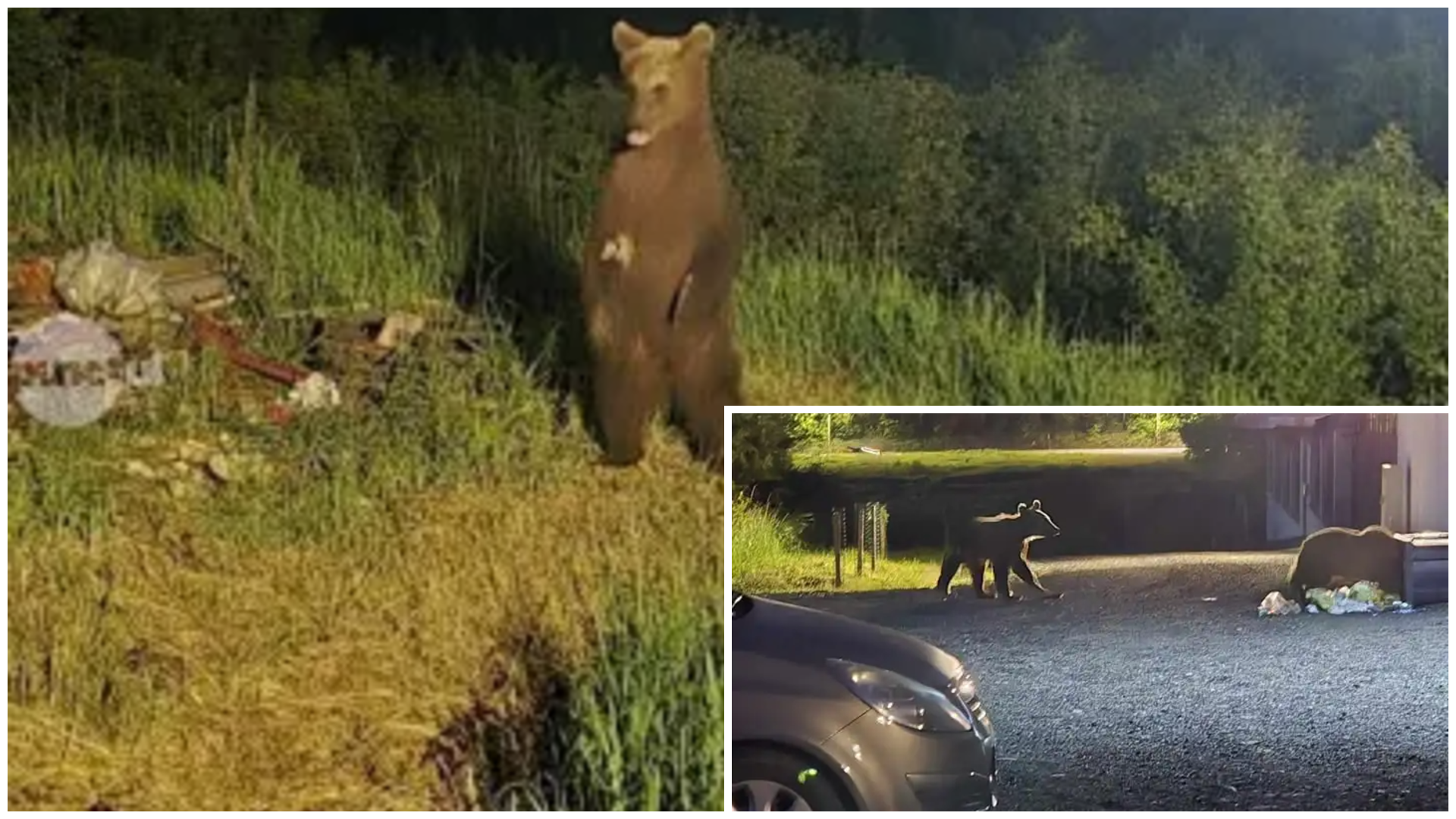 Sokkoló számok: Több mint 850 ezer lej értékű kárt okoztak a medvék és farkasok Maros megyében. A legsúlyosabban érintett települések