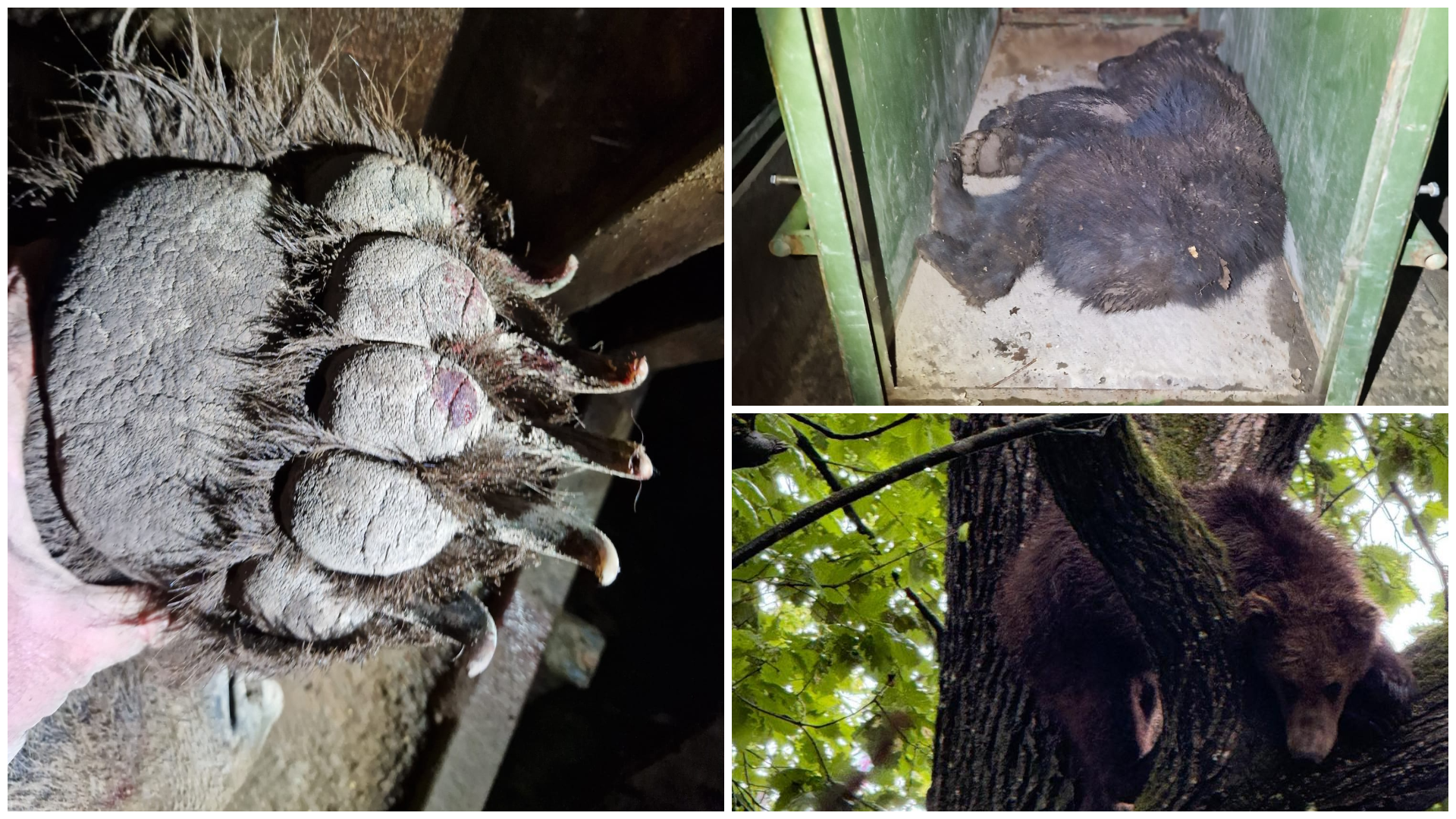 A medvék miatt teljes védelmi rendszert vezetnek be Marosvásárhelyen