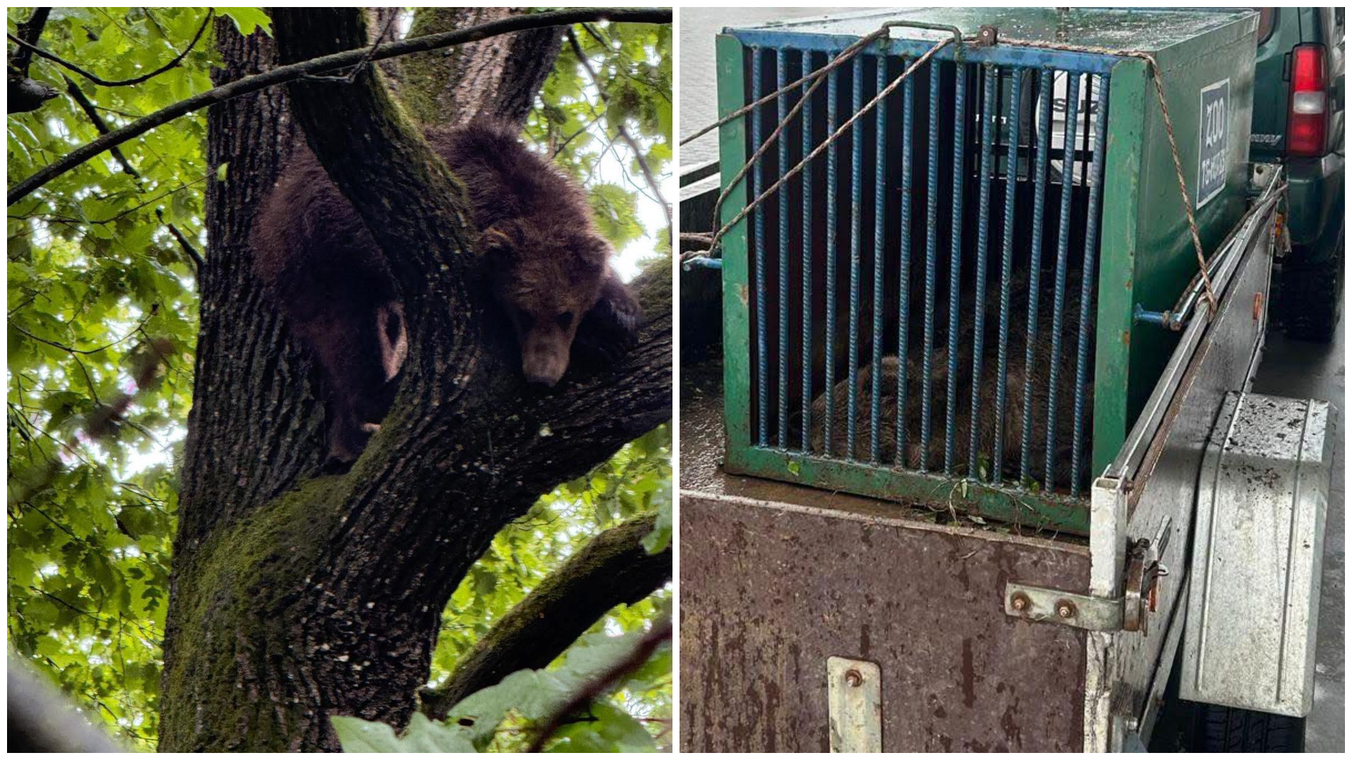 Medveveszély Marosvásárhelyen: Egy bocsot elszállítottak, a testvére még kóborol