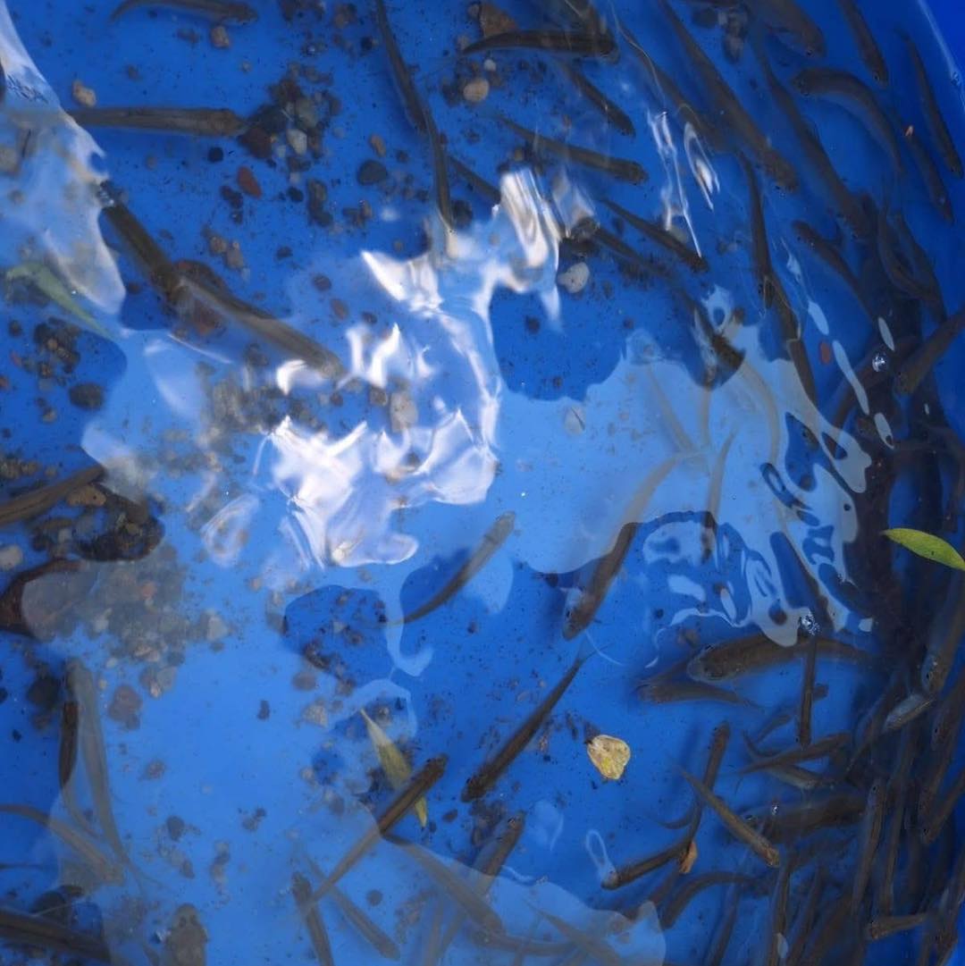 200 kg halivadékot helyeztek át a Kis-Küküllőből a Szolokma-patakba