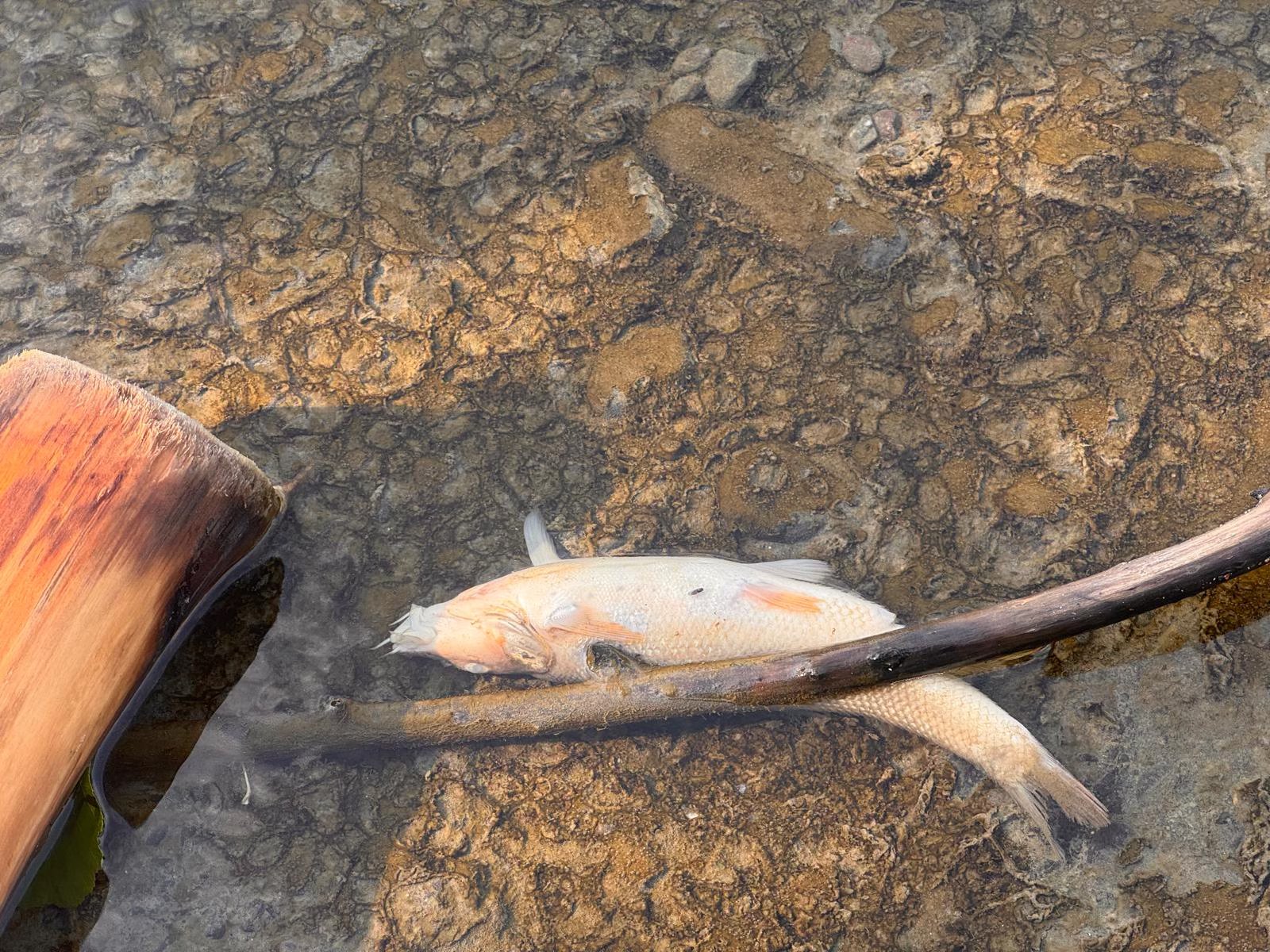 Súlyosan érintett ökoszisztéma a Kis-Küküllőn – a teljes halállomány kipusztult