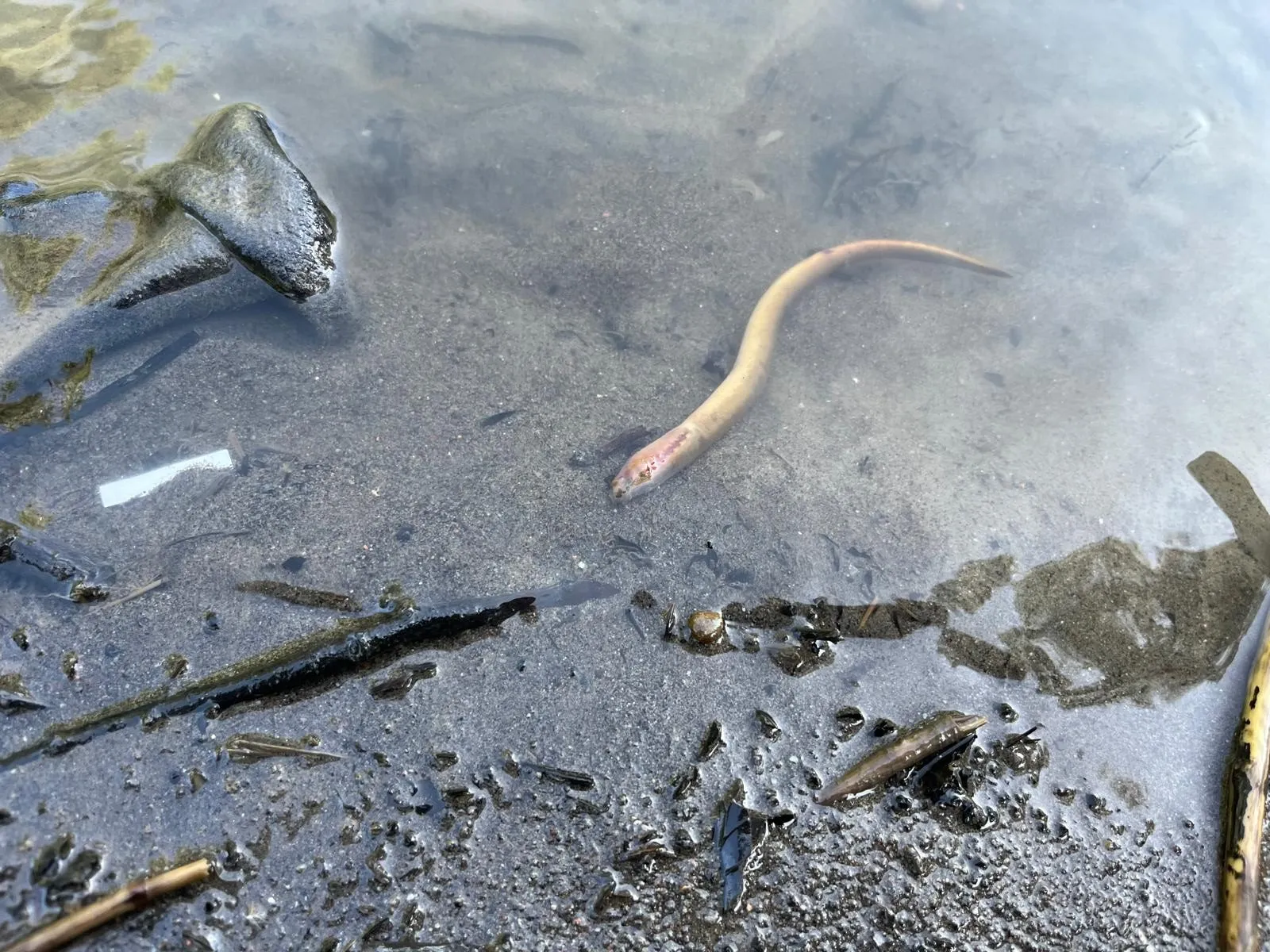 Több só, mint a tengerben? – Riasztó értékek a Kis-Küküllő vízében, több mint 200-szoros szennyezés a megengedettnél