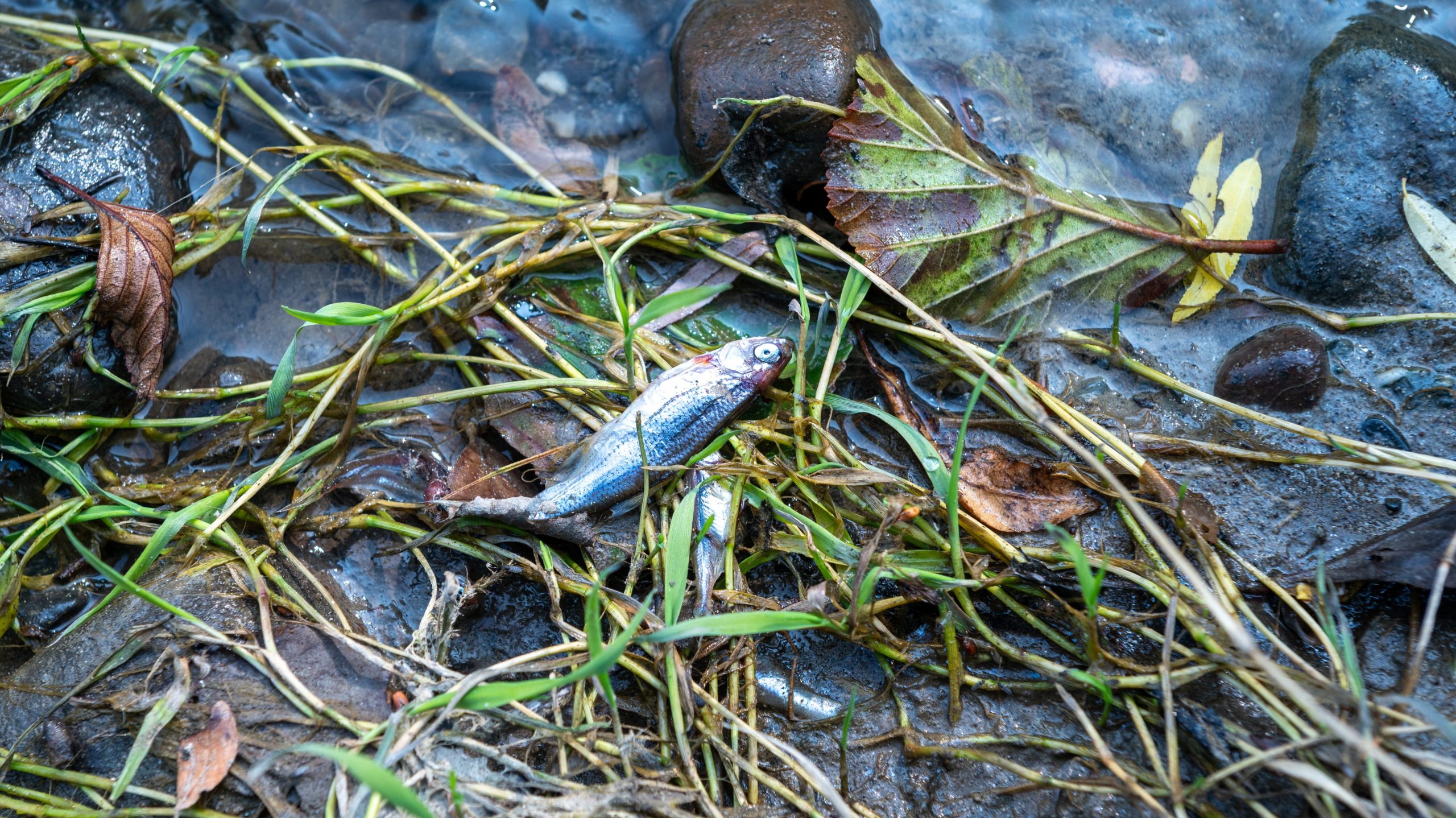 „Semmi nem maradt élve” – Teljes ökológiai pusztulás a Kis-Küküllőben