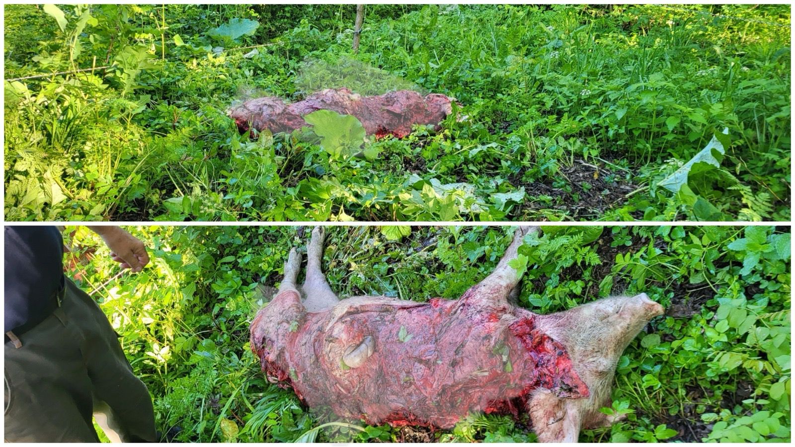 Kritikus a helyzet: a medvék háztáji állatokra vadásznak Maros megyében