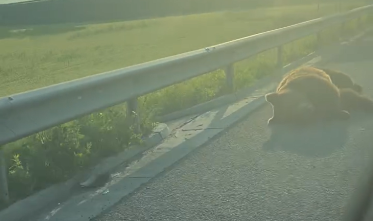 Vadállat az autópályán: mikrobusz gázolt halálra egy medvét Marosvásárhely közelében