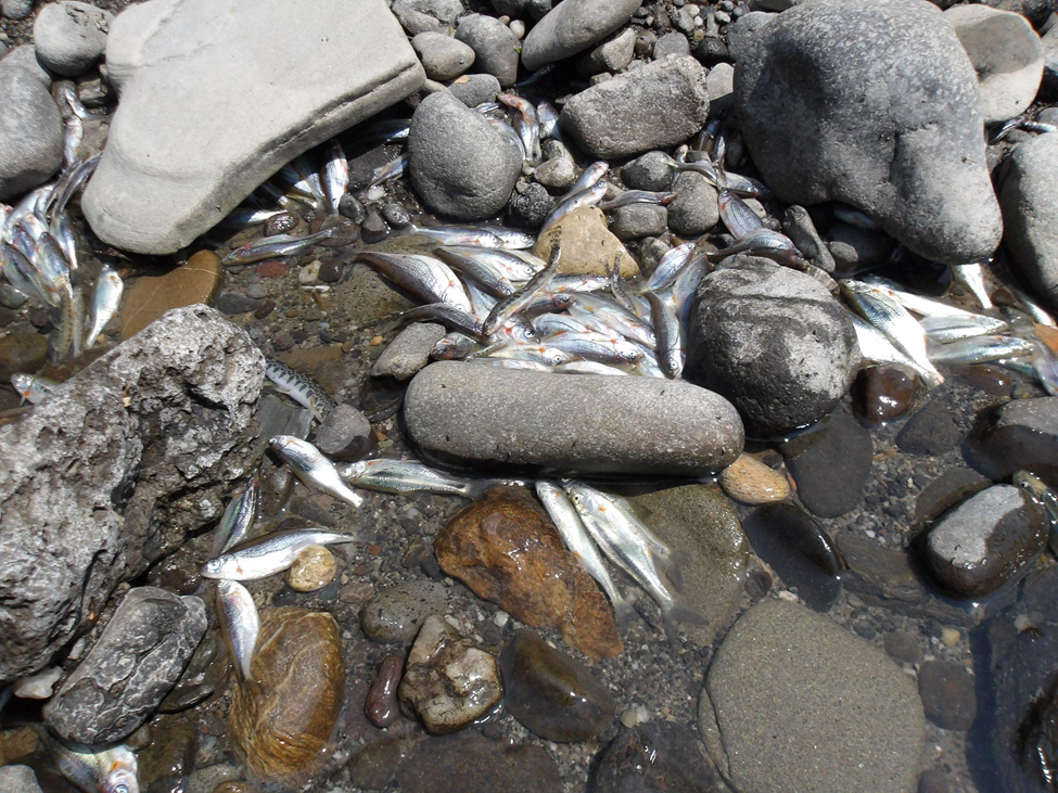 Az eltűnő sokféleség: a Kis-Küküllő kipusztult halfaunája