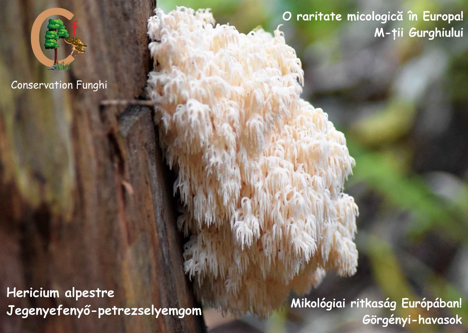 „Egy világ a lábunk alatt – 10 cikk a gombák birodalmából”