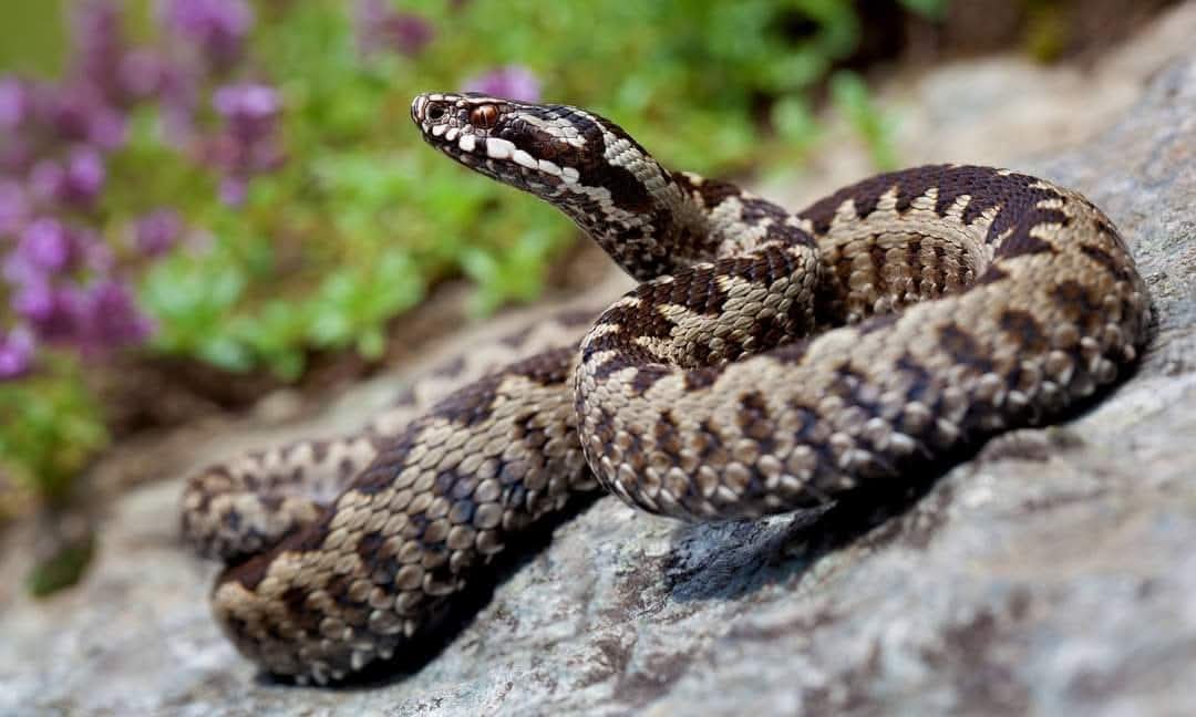 Kígyóveszély a Maros megyei turistautakon – fontos tanácsok túrázóknak