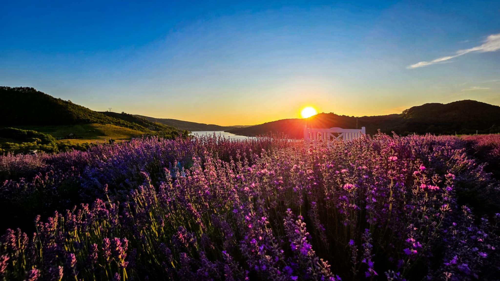 A levendula illata és a nyugalom: a Bözödi Levenduladomb július 13-ig még látogatható
