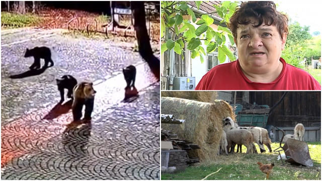 Több száz állat pusztult el – Medvék tartják rettegésben a Maros megyei falvak lakóit