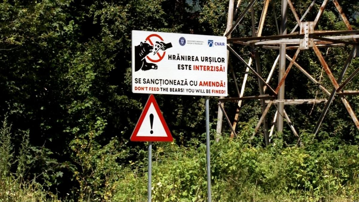 10 év alatt csak 18 bírságot szabtak ki a medvék etetése miatt – súlyos bírság járhat ezentúl