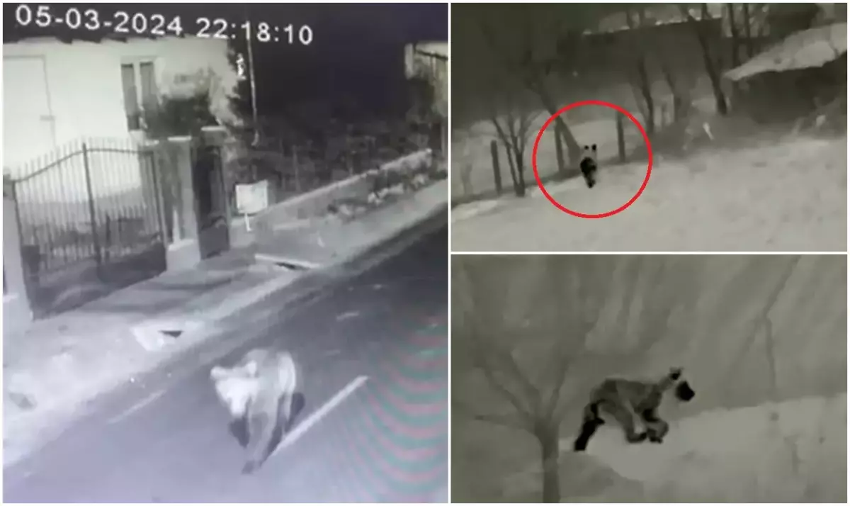 Fekete pont a hatóságok tétlenségéért, miközben a medvék naponta törnek be a Maros megyei gazdaságokba, veszélyeztetve az emberek biztonságát és megélhetését