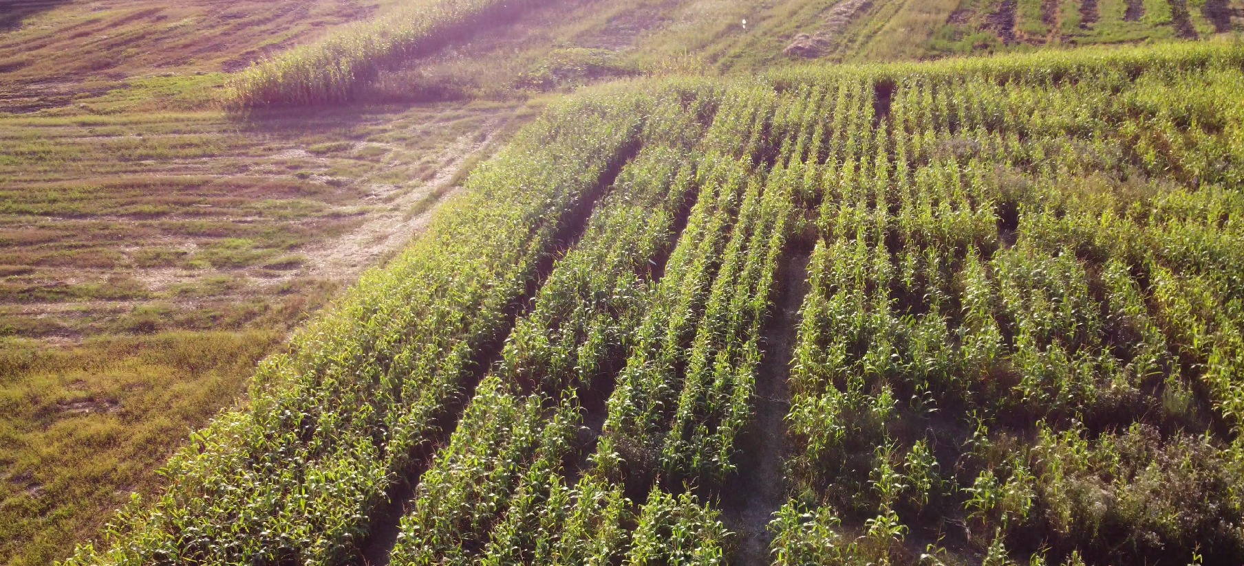Felsőboldogfalván megnyílt Románia egyetlen kukoricalabirintusa