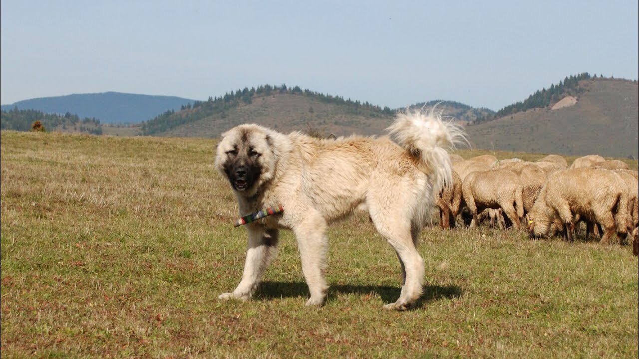 A pásztorkutyák valós veszélyt jelentenek a hegyi túraútvonalakon!