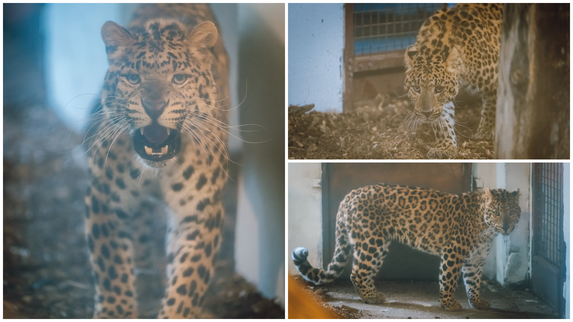 Új lakóval bővült a marosvásárhelyi állatkert – észak-kínai leopárd érkezett