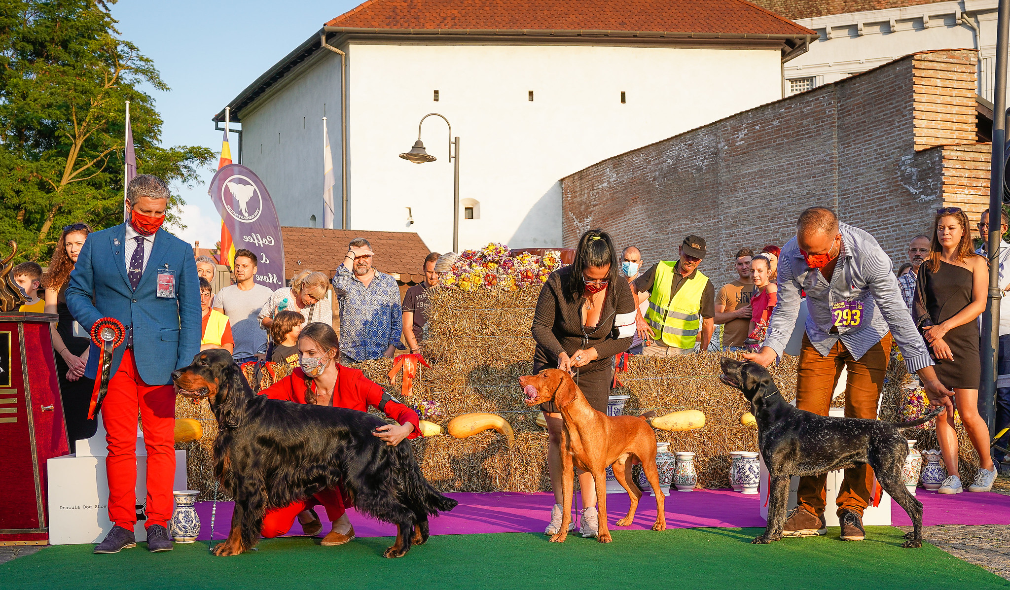Új helyszínen rendezik a Dracula Dog Show-t Marosvásárhelyen