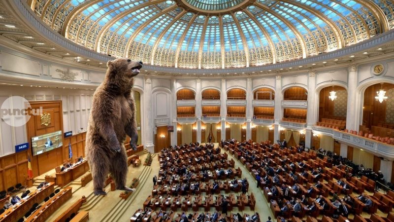 Medveinvázió Maros megyében: hatszoros a számuk az optimális létszámhoz képest