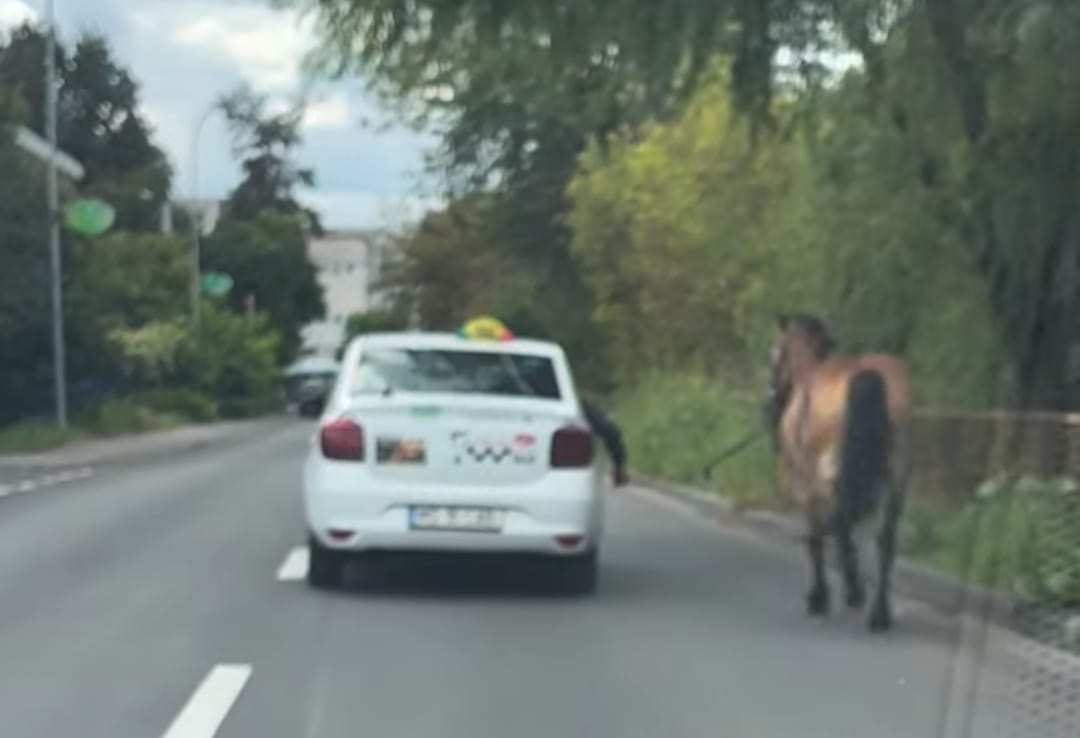 (Videó) Lószállítás vásárhelyi módra – a lovas a taxiban, a ló utána