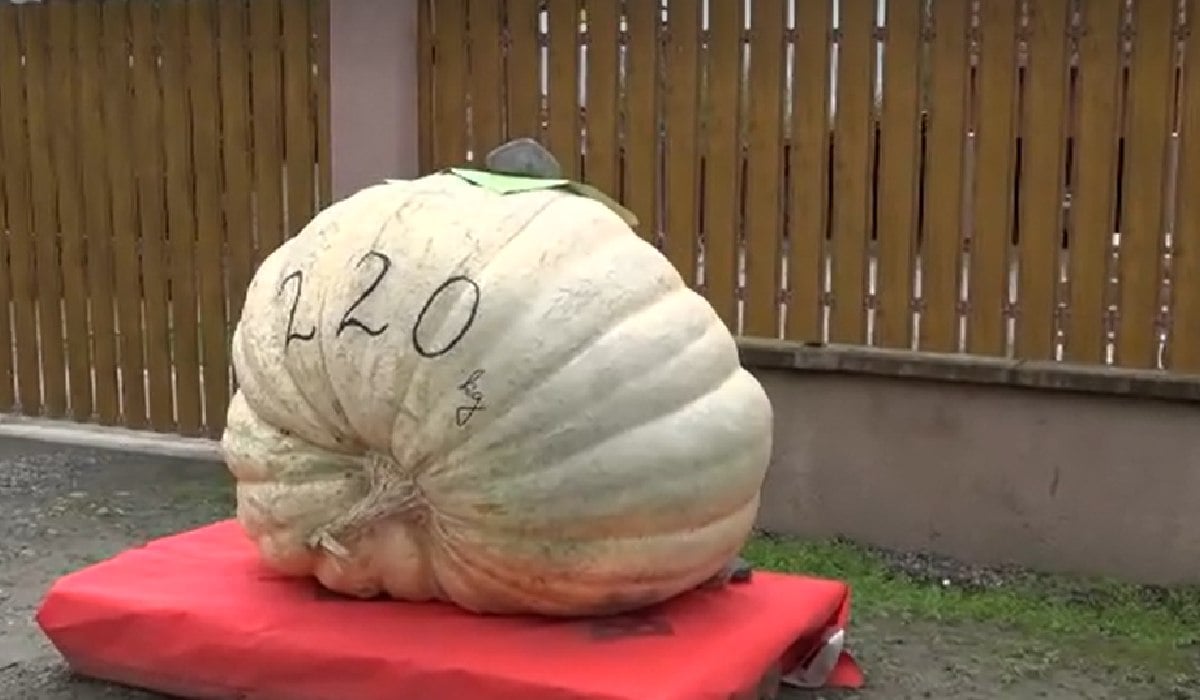 220 kilós óriástök volt a szovátai Tökfesztivál sztárja