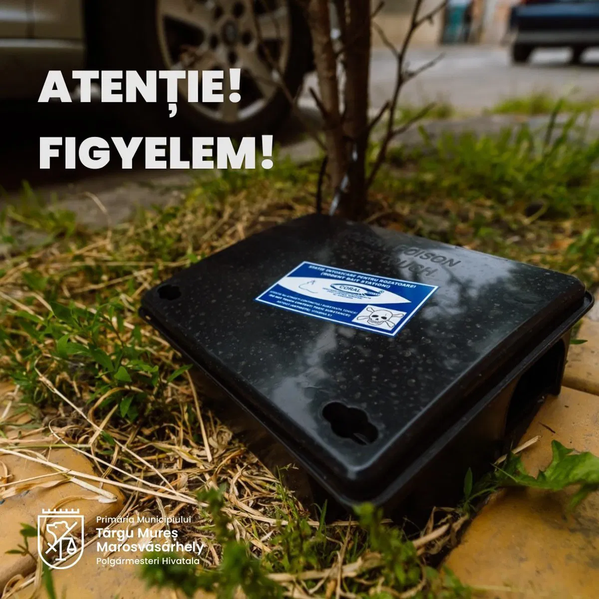 Drágulhat a rovar- és rágcsálóirtás Marosvásárhelyen 2026-tól