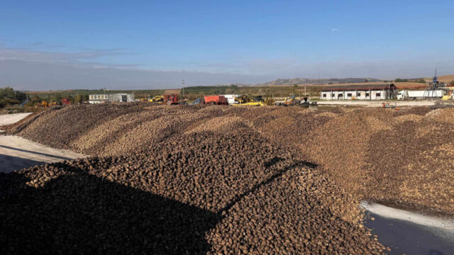 Rekordévet zárt a ludasi cukorgyár 2025-ben