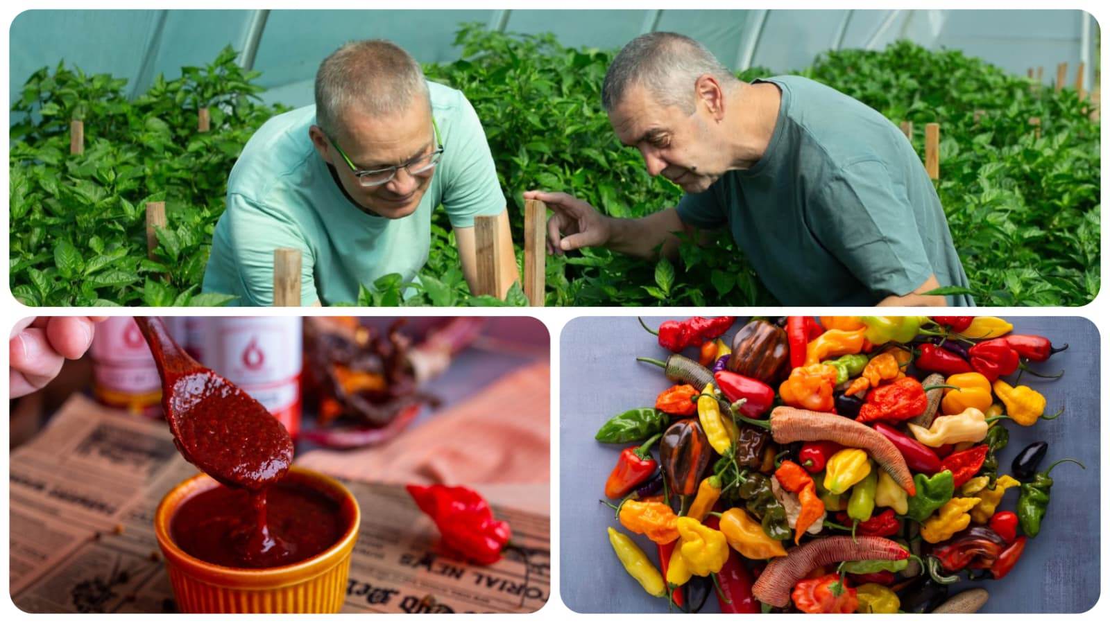 Piros pont a régeni George Câmpean és Gelu Sârbunak, akik a csilipaprika iránti szenvedélyt művészetté emelték – 700 fajta paprika és tucatnyi szósz, lekvár készül náluk