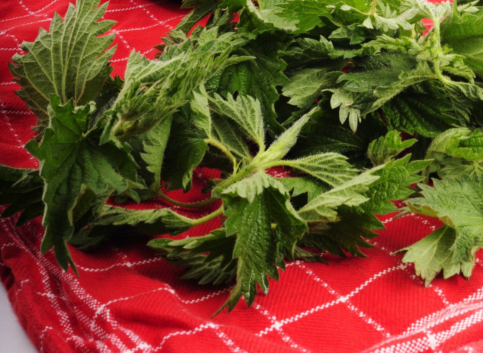 Követezik a szezonja – 8 szuper ötlet, mire használható a csalán