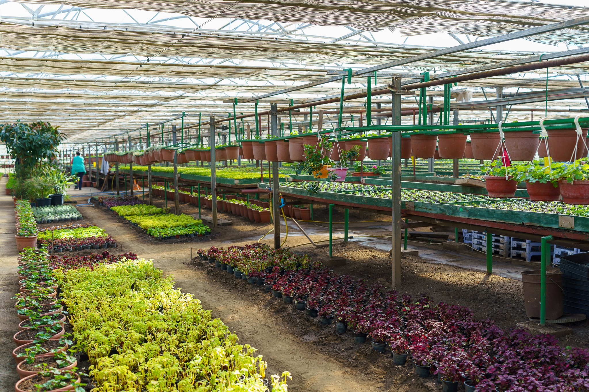 Hamarosan virágba borul Sepsiszentgyörgy – dolgozik a városi kertészet csapata