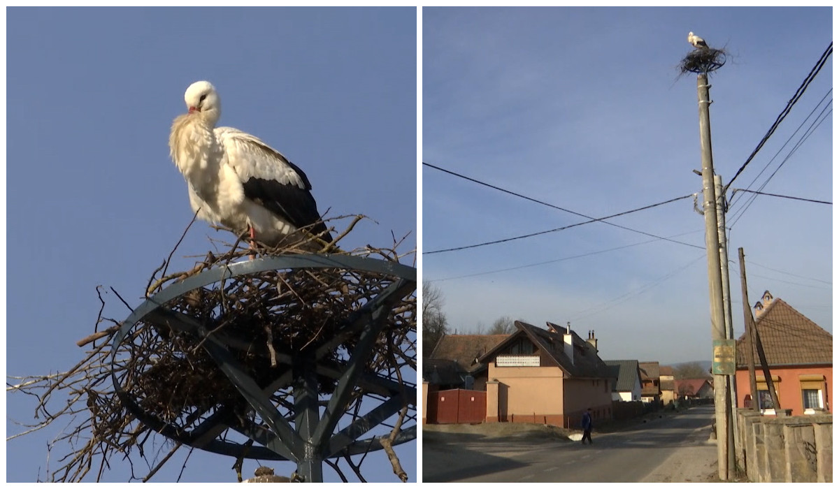Gobi, a gólya aki kitelelt Romániában, a falu kedvence lett Háromszéken