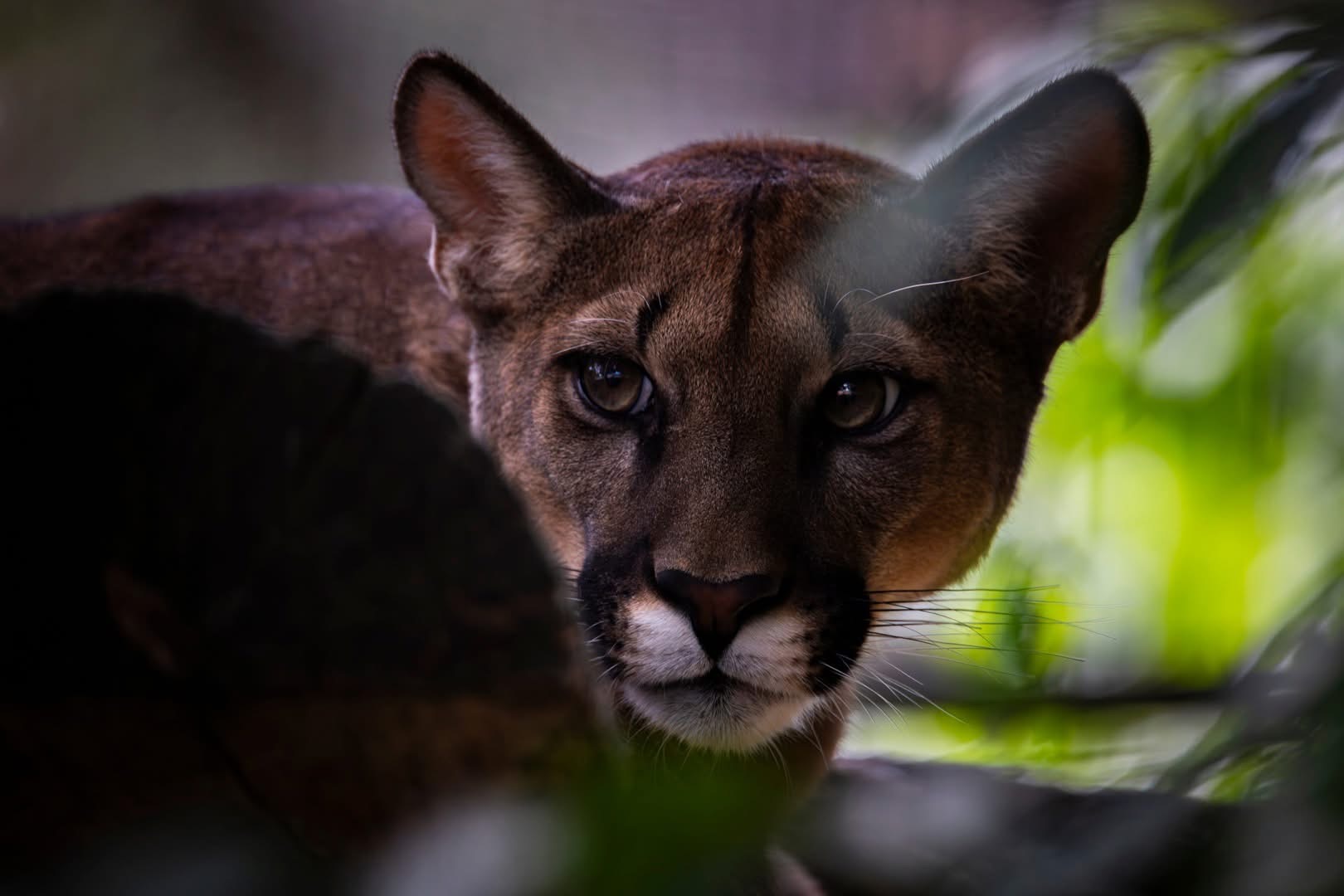 Új állatok érkeztek a marosvásárhelyi állatkertbe