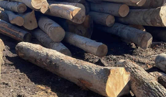 Szabálytalanságokat találtak egy faipari cégnél Hargita megyében