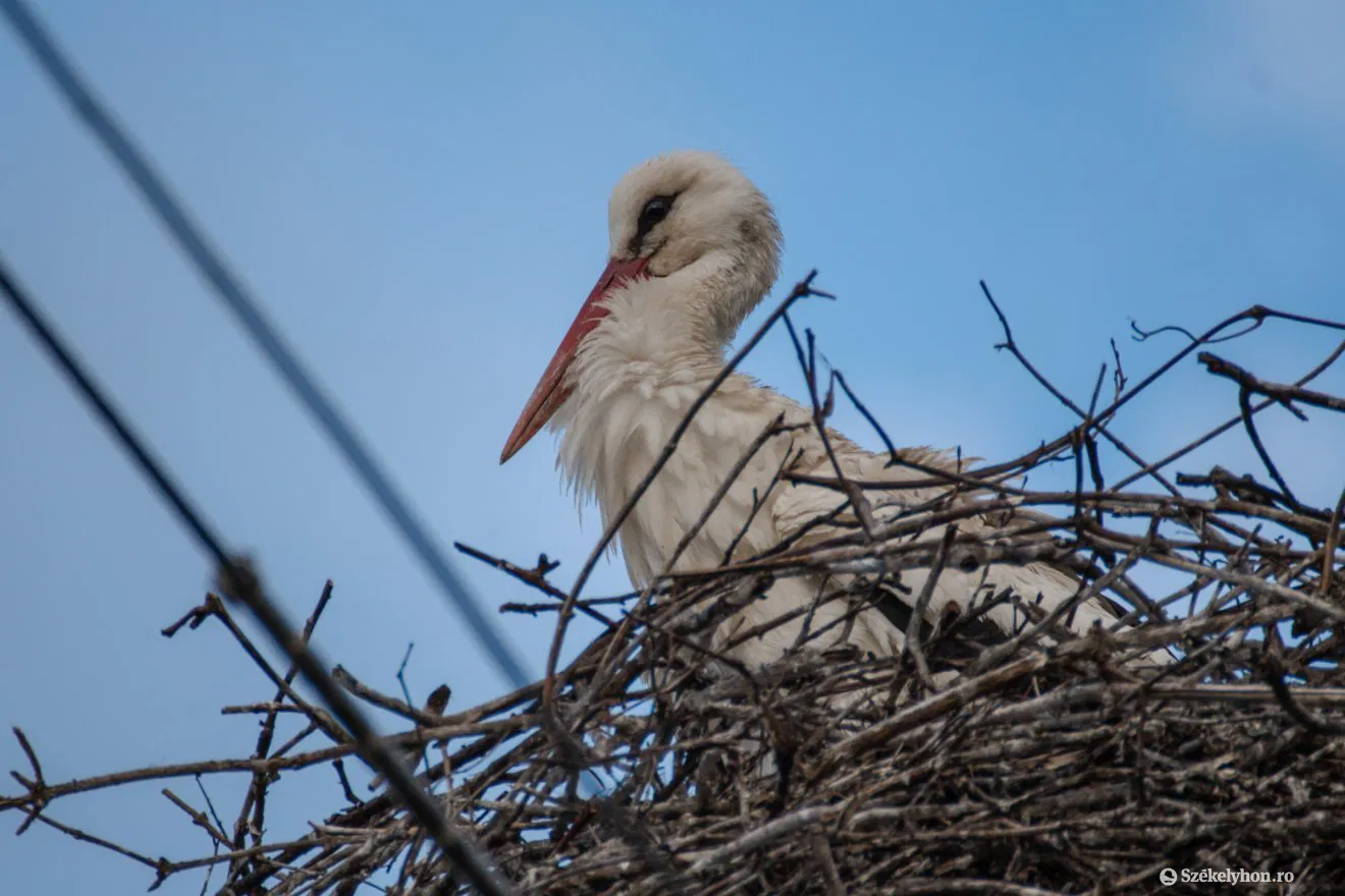 Megérkezett az első gólya Csíkszentsimonba