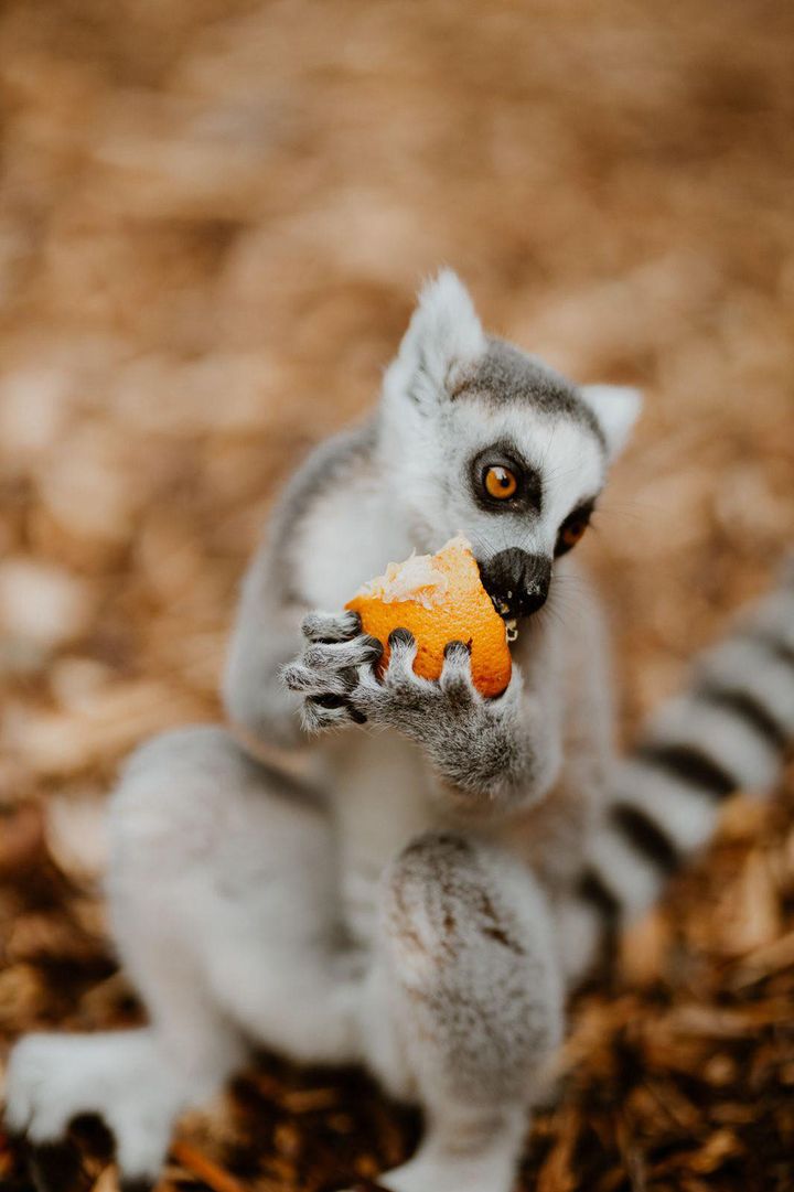 Föld napi különleges program Marosvásárhelyen: közös faültetés és látványos állatkerti élmények