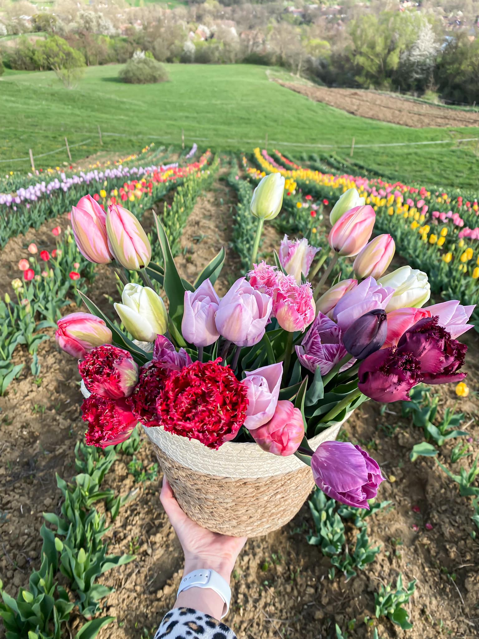 Különleges, majdnem fekete tulipánok miatt özönlenek a turisták egy Maros megyei faluba