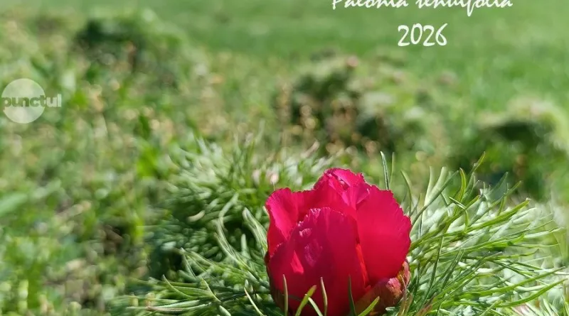 Az első sztyeppei bazsarózsa kivirágzott Mezőzáhon – jövő hétvégén nyit a rezervátum