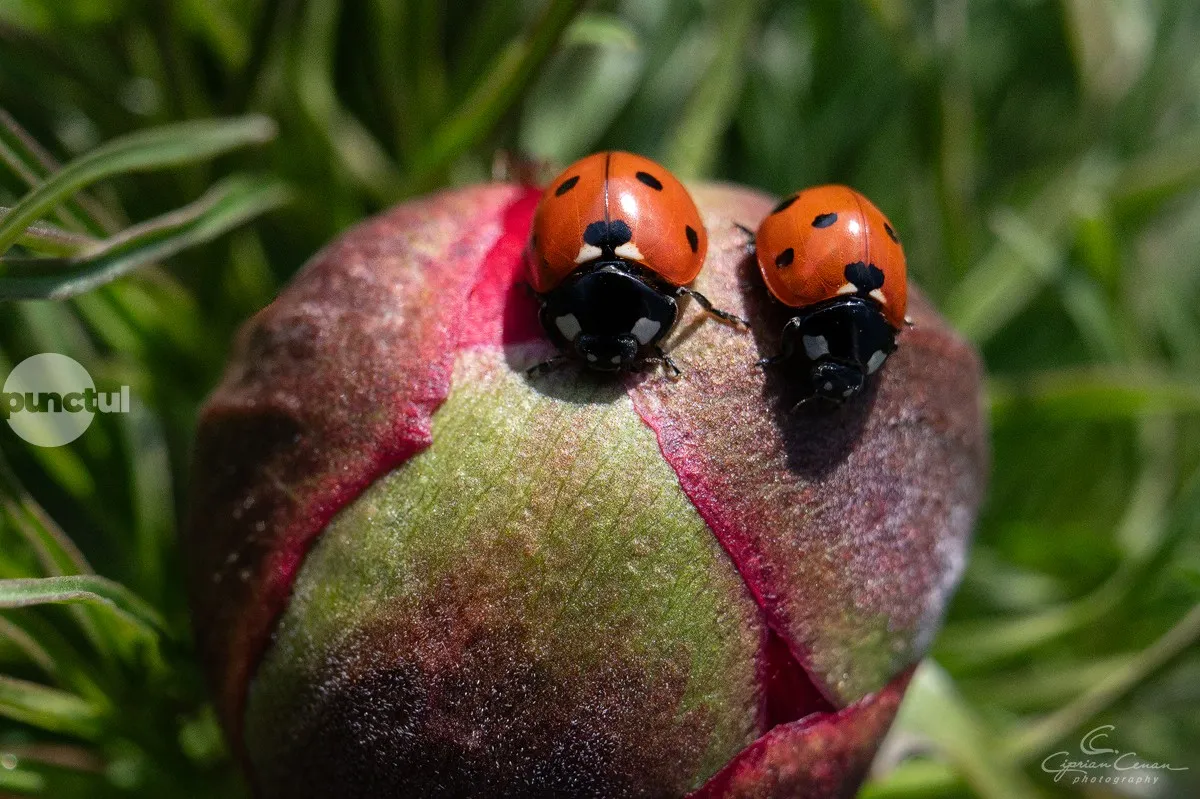 Piros pont a mezőzáhi Sztyeppei bazsarózsa rezervátumnak, amely Maros megye egyik kiemelkedő természeti látványosságává vált
