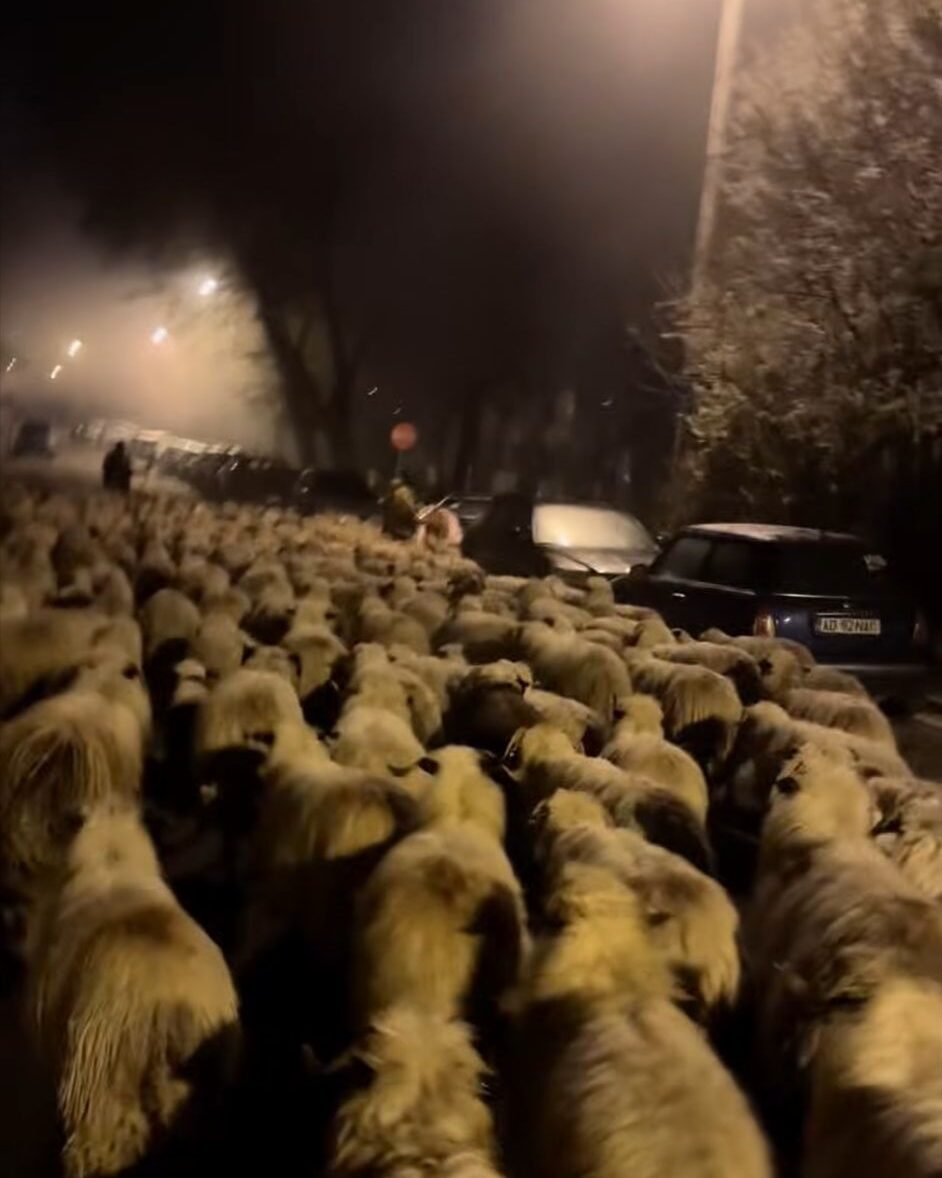 VIDEÓ – Környezetbarát ‘közlekedés’ Marosvásárhelyen: juhok lepték el a várost